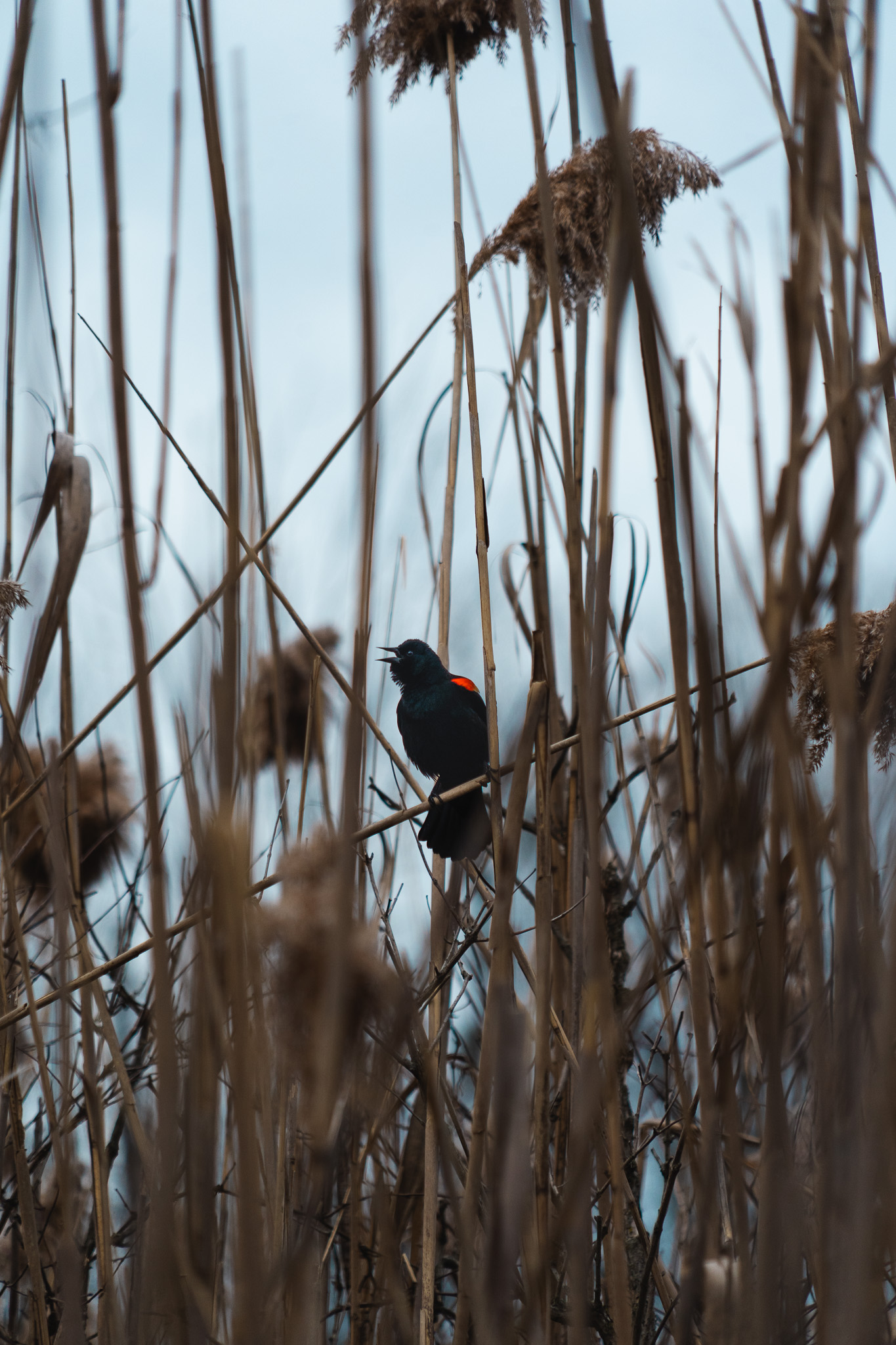 Red Winged Black bird