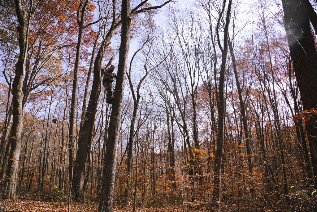 Autumn woods with treestand hunter
