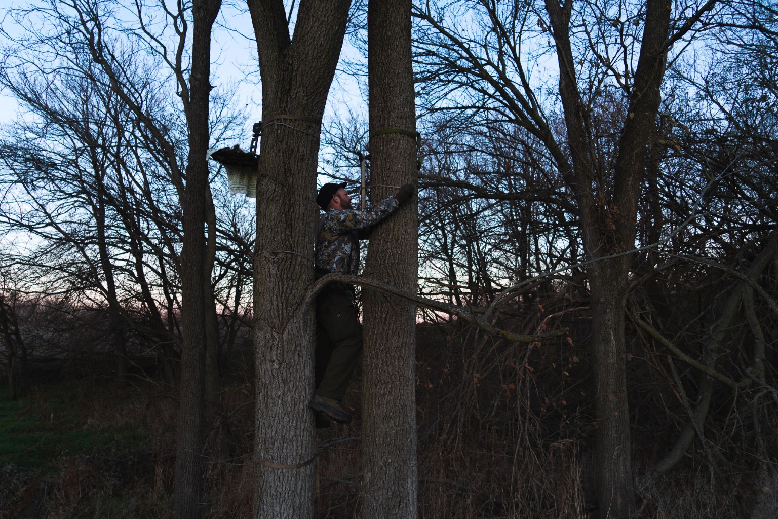 Between two walnut trees